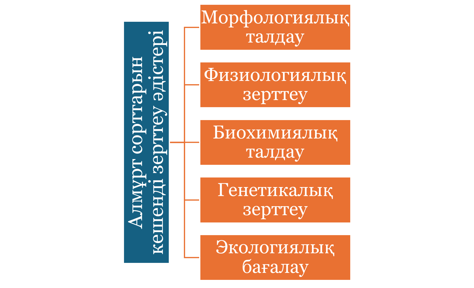 Алмұрт сорттарын кешенді зерттеу схемасы